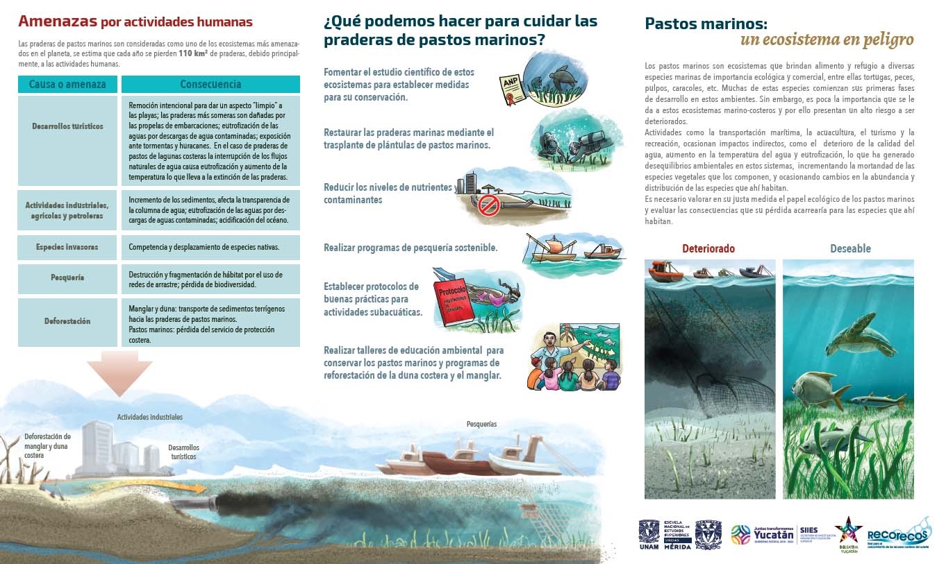 Amenazas a los pastos marinos