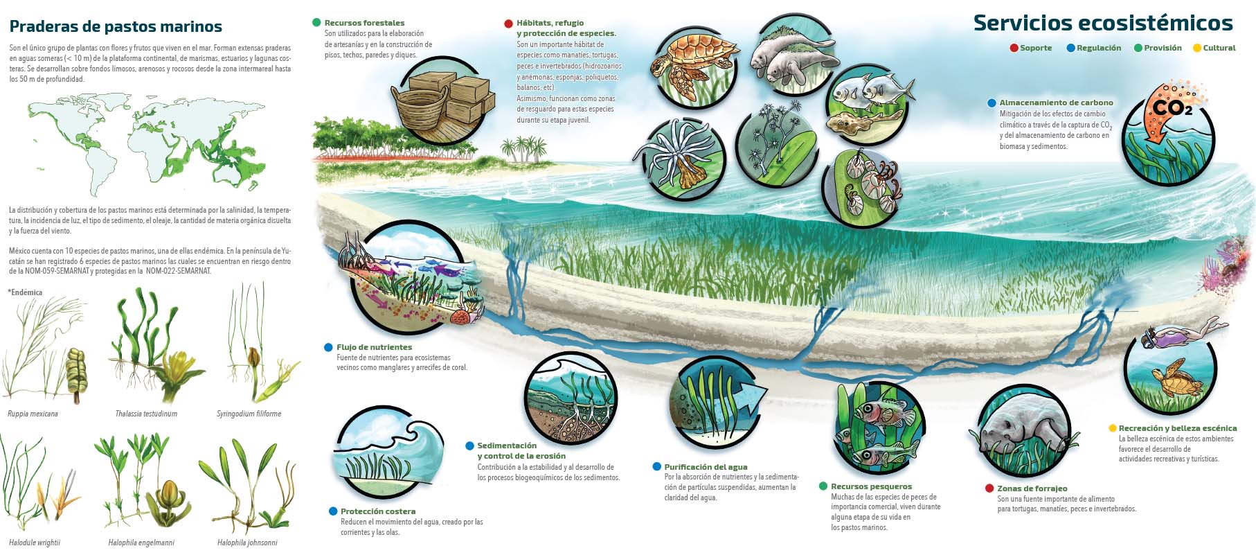 Servicios ecosistemicos pastos-marinos