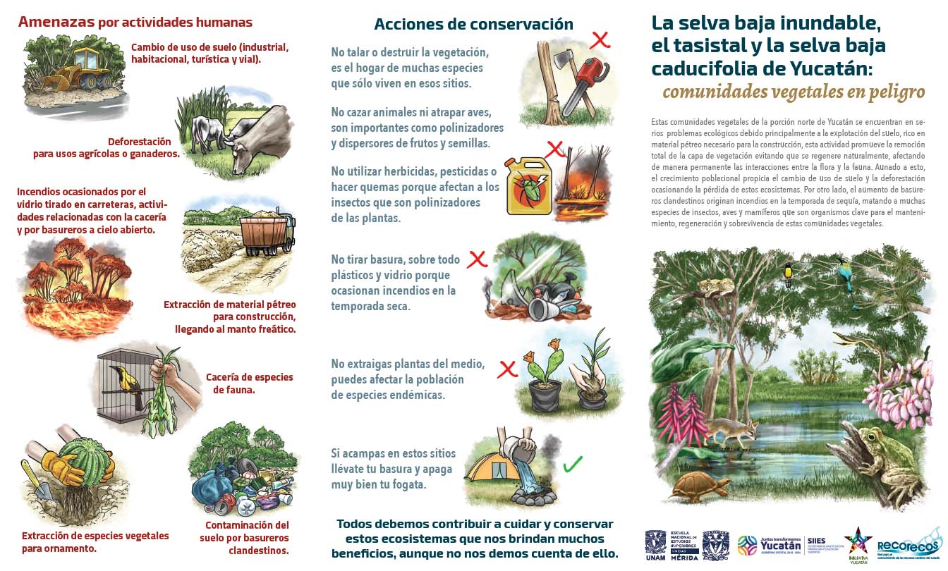 Amenazas a la selva baja